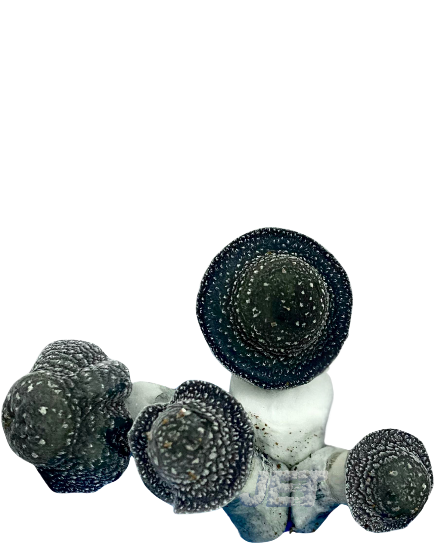 Starry Night APE | La Llave Maestra