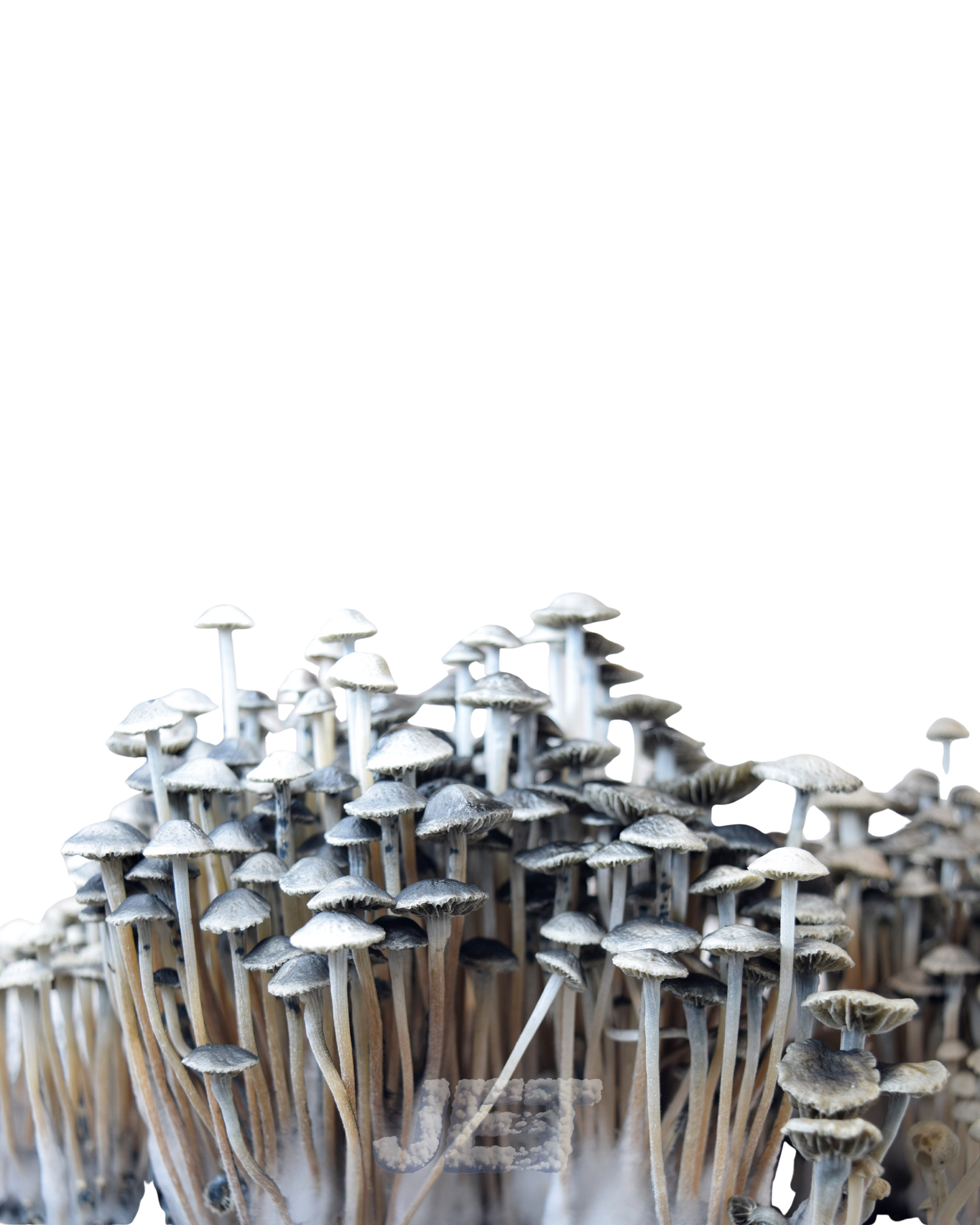 Panaeolus Cyanescens | El Interruptor