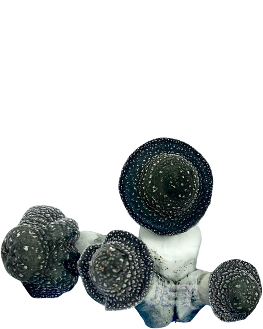 Starry Night APE | La Llave Maestra
