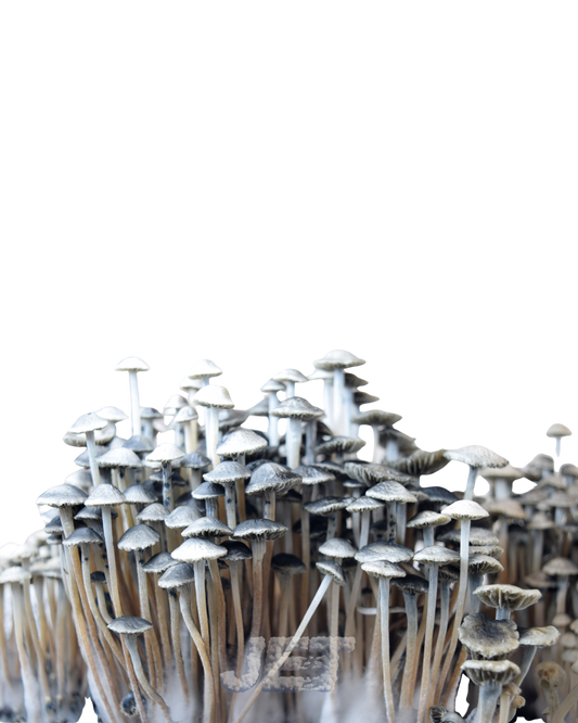 Panaeolus Cyanescens | El Interruptor